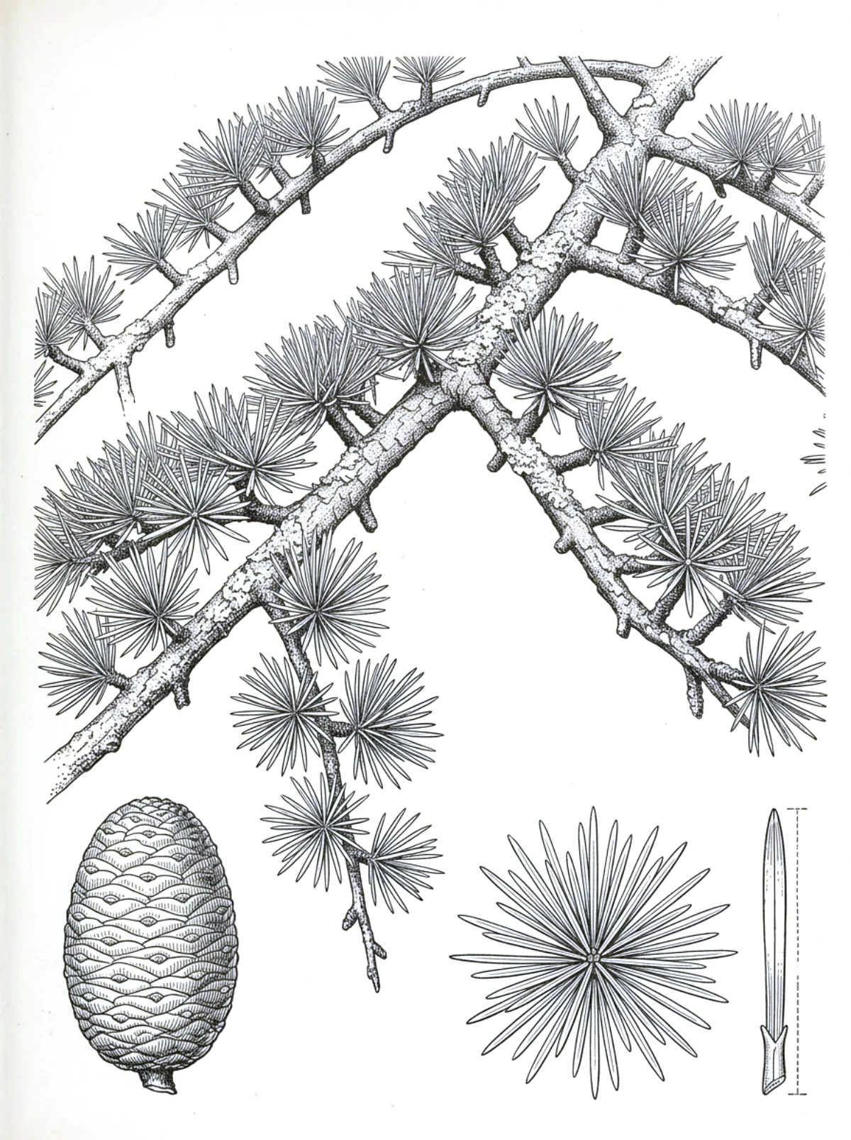 Planche botanique du cèdre de l'Atlas, rameau, cône dressé, rosette d'aiguilles et aiguille isolée
