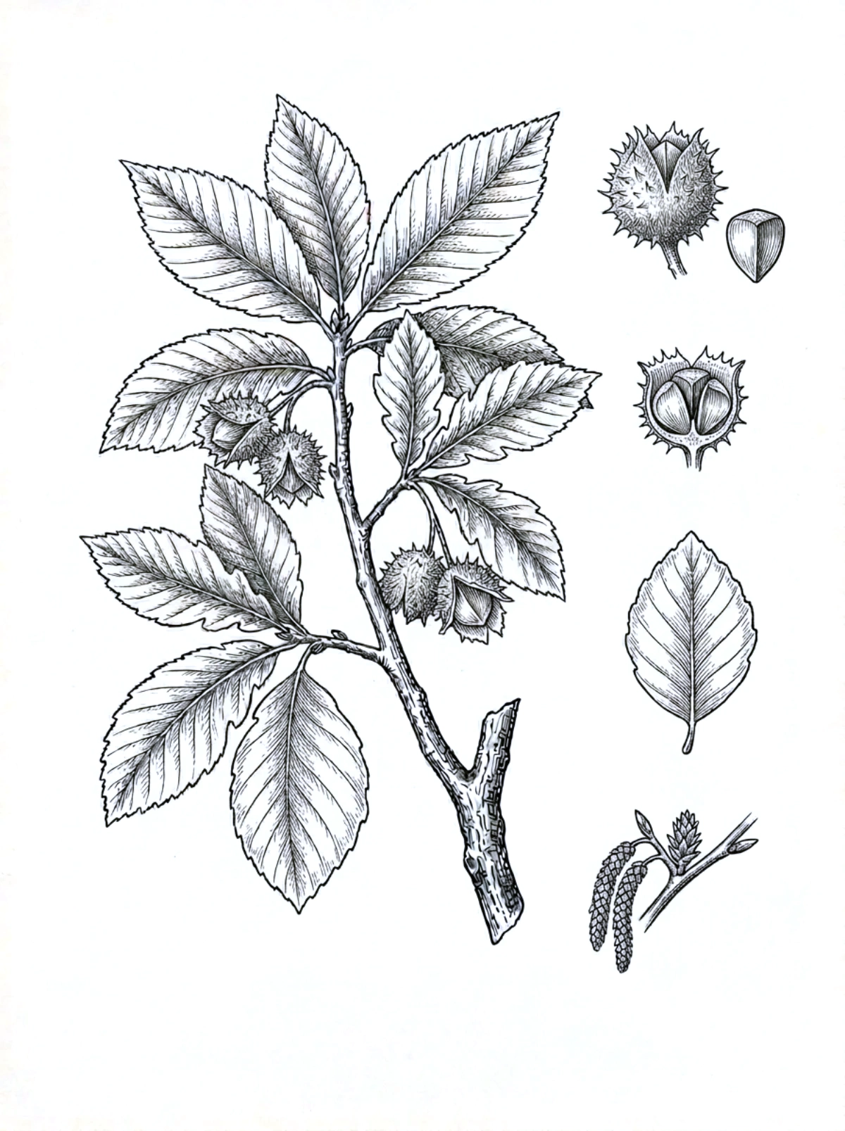 Planche botanique du charme, rameau feuillé, feuilles dentées à nervures marquées, fruits et chatons