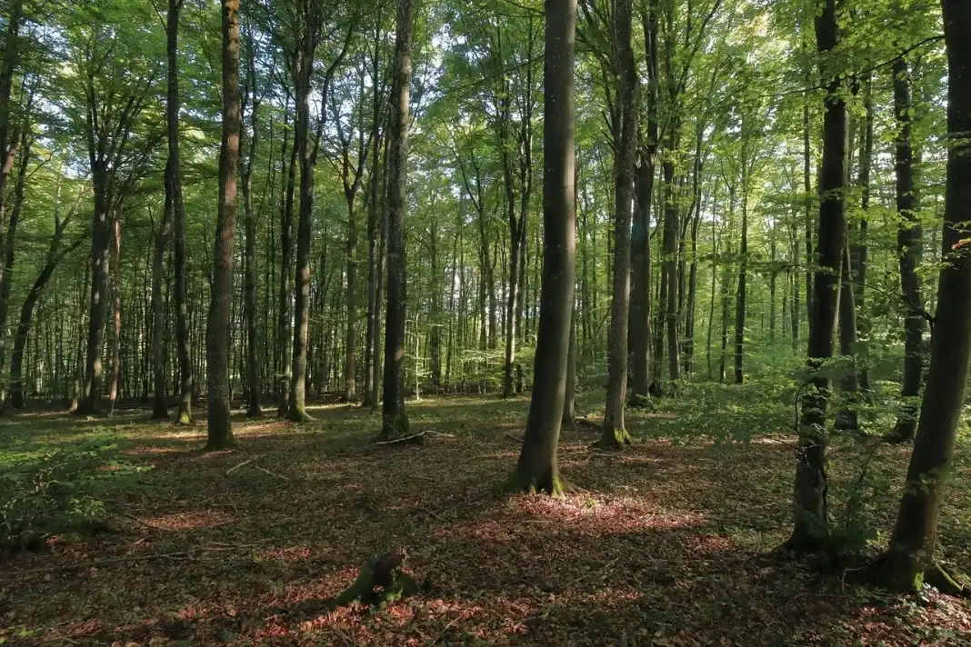 Martelage d'une futaie de chêne, désignation des tiges d'avenir