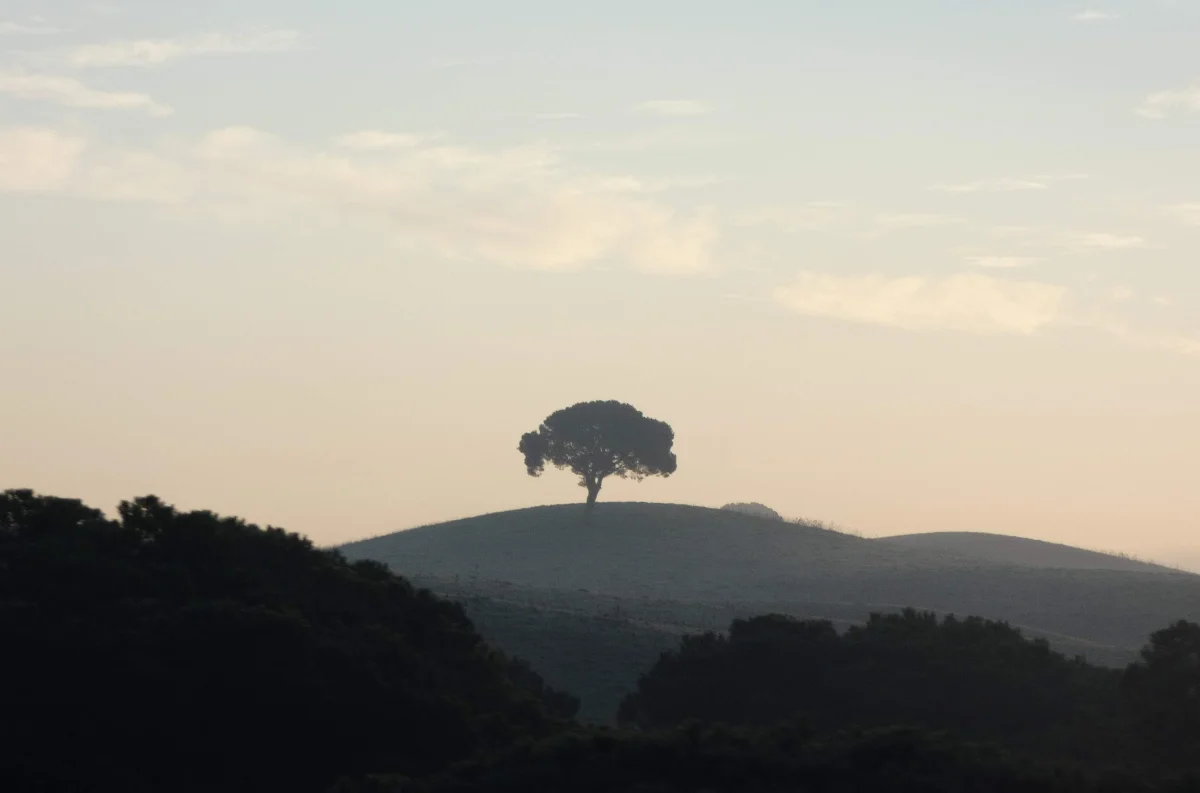 Forêt : futaie en allée forestière