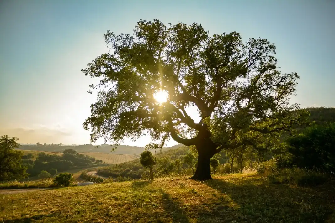 Futaie de chêne en fin de révolution, forêt de Tronçais