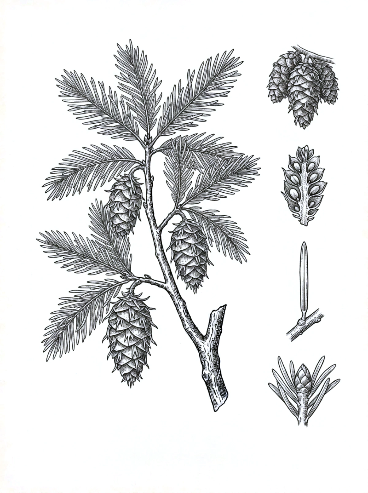 Planche botanique du douglas, rameau feuillé, cônes pendants à bractées trifides, écaille, aiguille et bourgeon