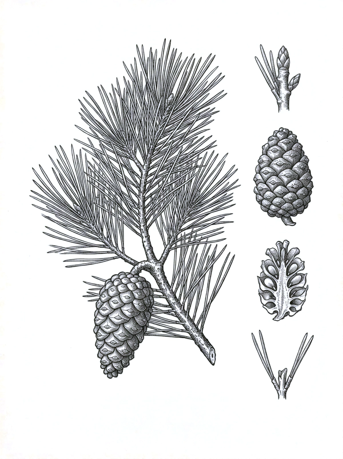Planche botanique du pin maritime, rameau aux longues aiguilles par deux, cône, écaille et bourgeon